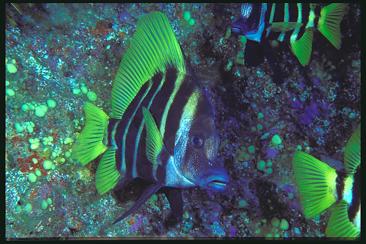 Pretty Striped boarfish