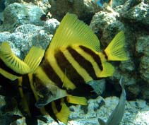Pretty Striped boarfish