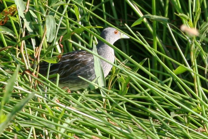 Pretty Striped crake