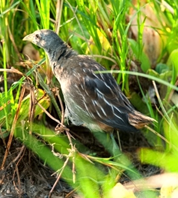 Pretty Striped crake