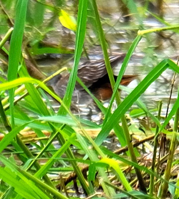 Pretty Striped crake