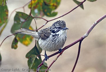 Striped honeyeater