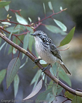 Pretty Striped honeyeater