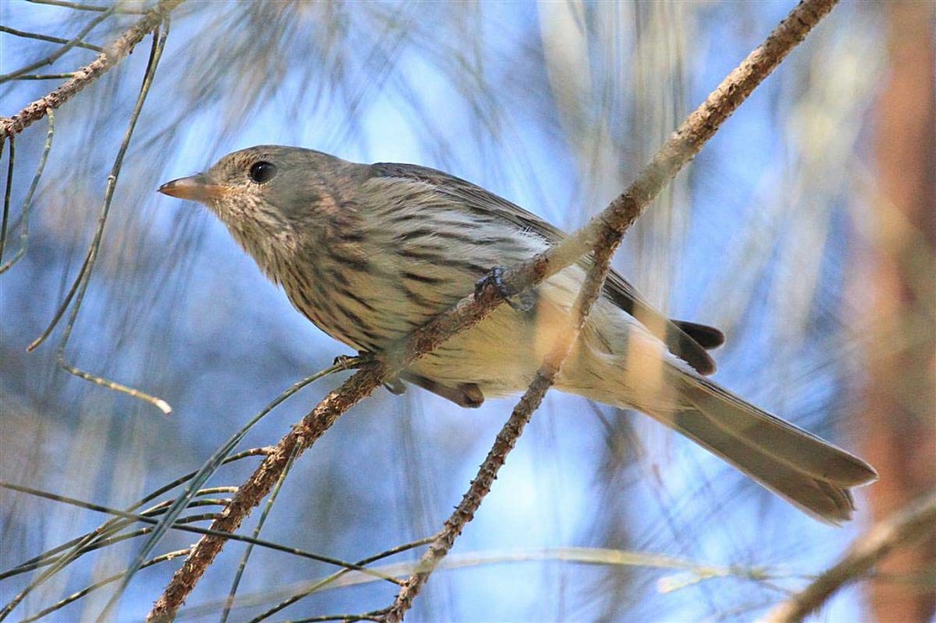 Pretty Striped honeyeater