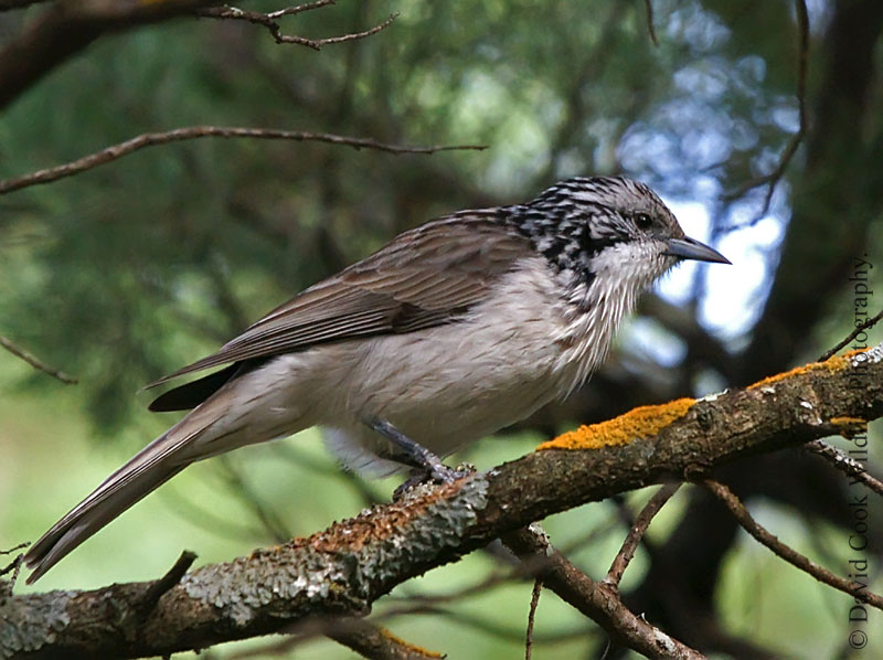 Pretty Striped honeyeater
