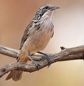 Pretty Striped honeyeater