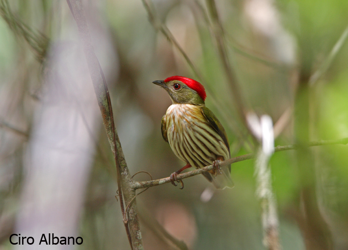 Striped manakin