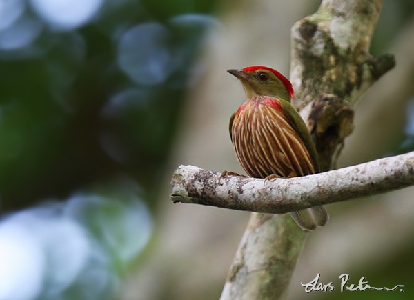 Pretty Striped manakin