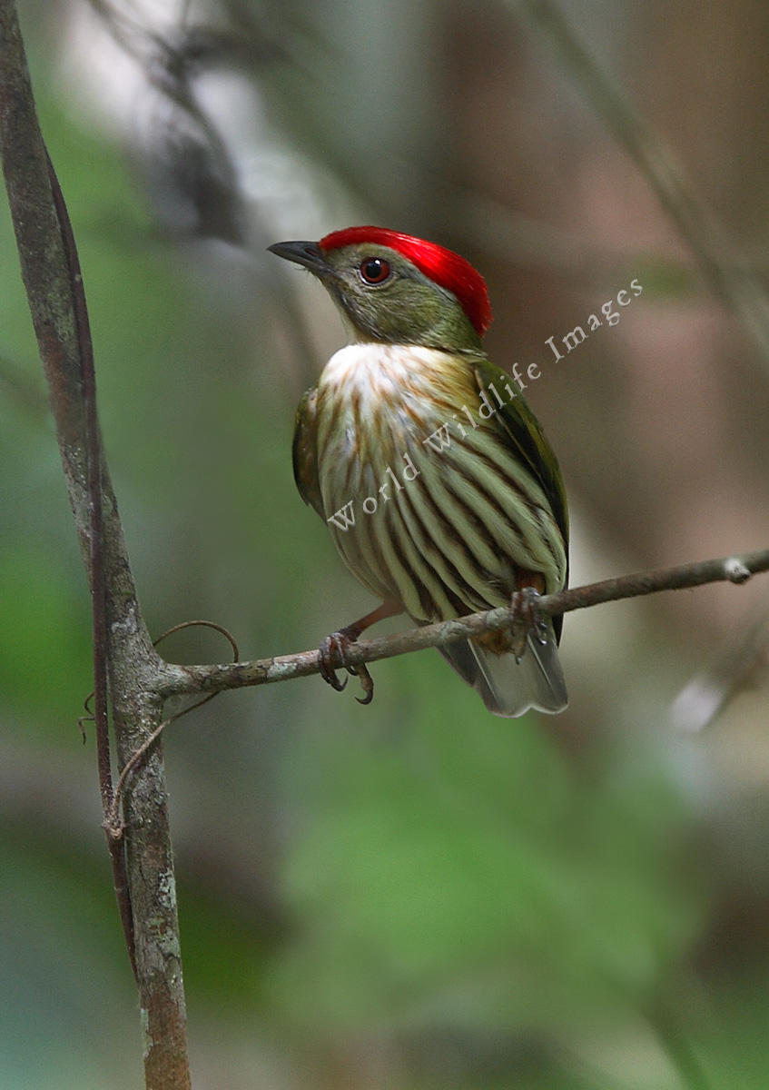 Pretty Striped manakin