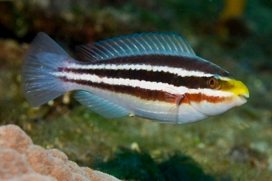 Striped parrotfish