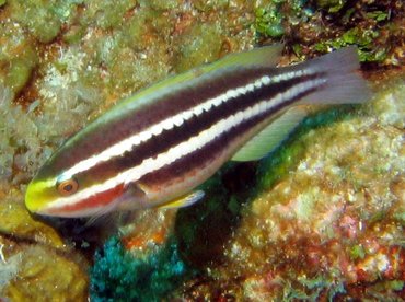 Pretty Striped parrotfish