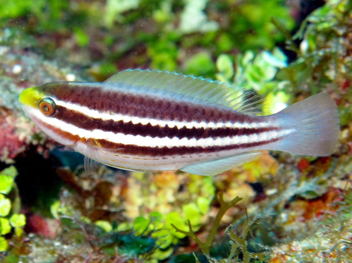Pretty Striped parrotfish