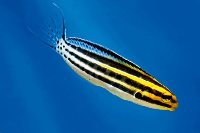 Striped poison-fang blenny