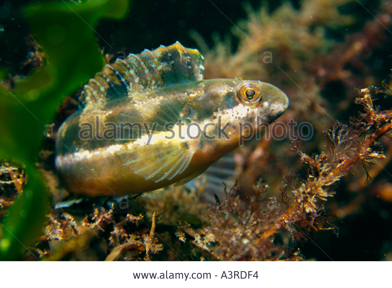 Pretty Striped poison-fang blenny