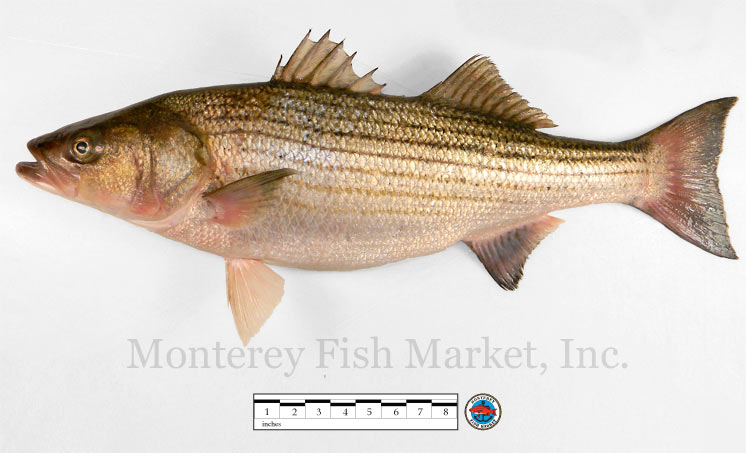 Pretty Striped sea bass