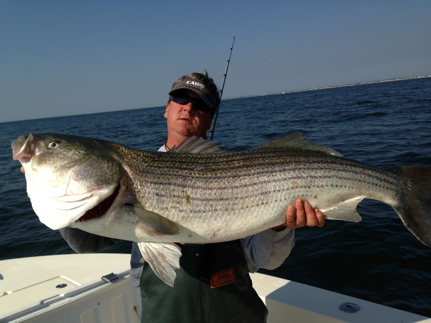 Pretty Striped sea bass