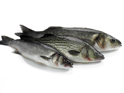Pretty Striped sea bass