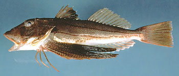 Striped sea robin
