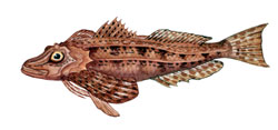 Pretty Striped sea robin