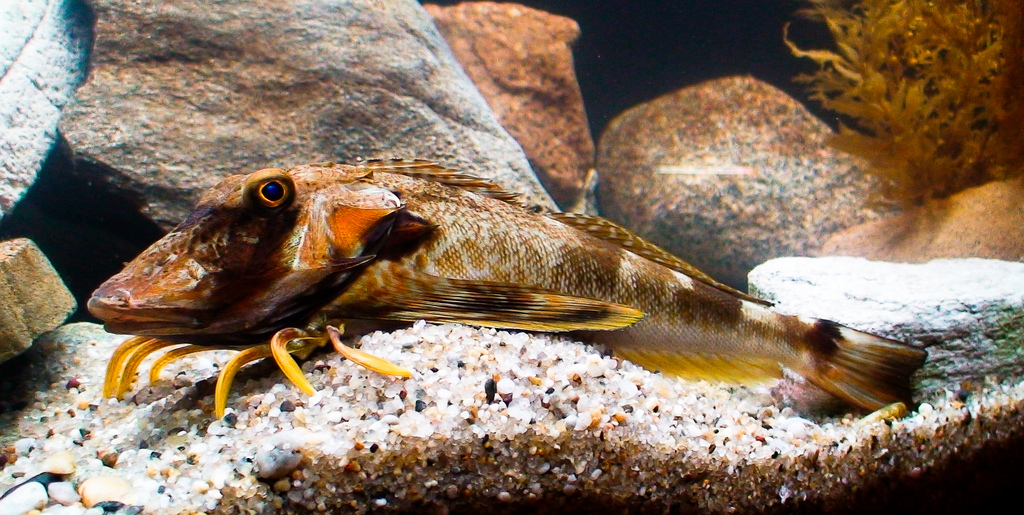 Pretty Striped sea robin