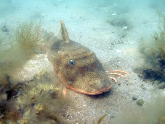 Pretty Striped sea robin