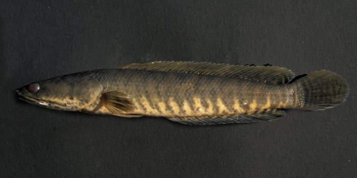 Striped snakehead