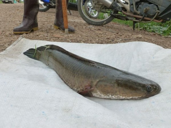 Pretty Striped snakehead