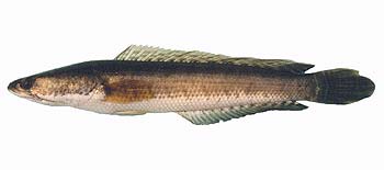 Pretty Striped snakehead
