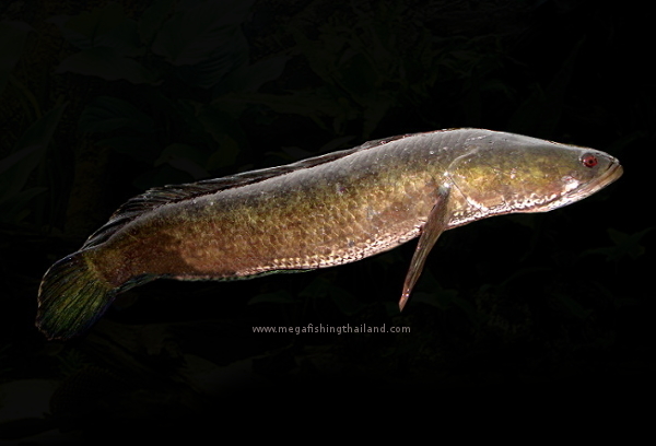 Pretty Striped snakehead