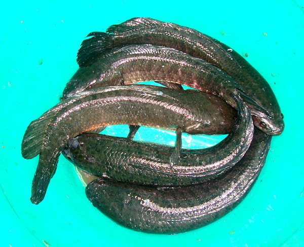 Pretty Striped snakehead