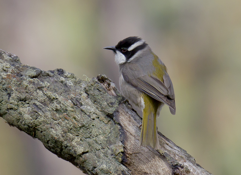 Strong-billed honeyeater