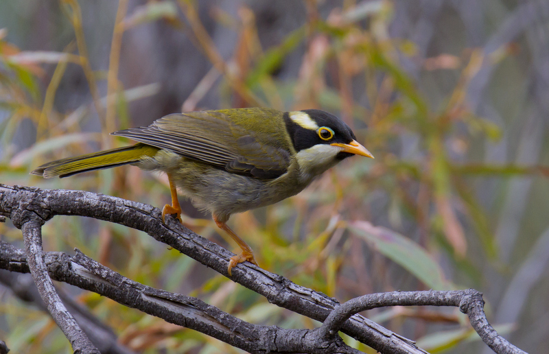 Pretty Strong-billed honeyeater