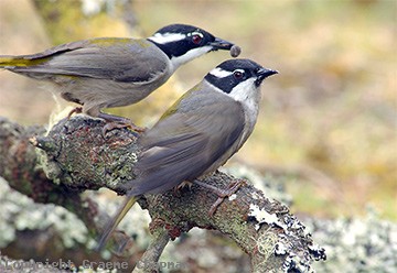 Pretty Strong-billed honeyeater