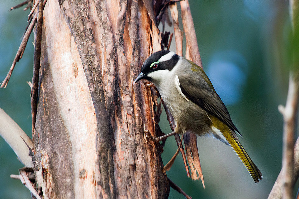 Pretty Strong-billed honeyeater