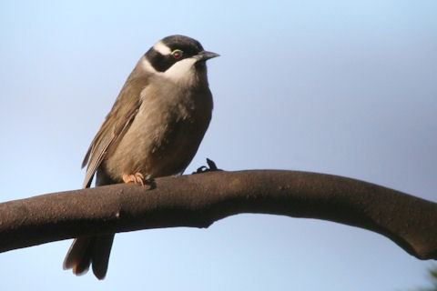 Pretty Strong-billed honeyeater