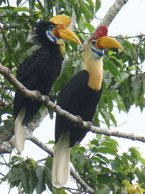 Pretty Sulawesi red-knobbed hornbill