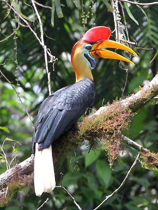 Pretty Sulawesi red-knobbed hornbill