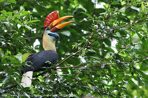 Pretty Sulawesi red-knobbed hornbill