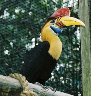 Pretty Sulawesi red-knobbed hornbill
