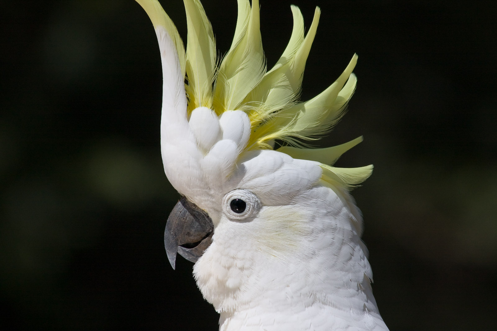 Sulphur-crested cockatoo