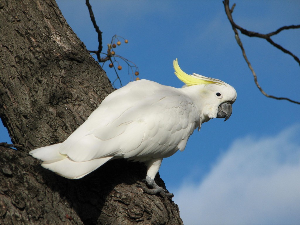 Pretty Sulphur-crested cockatoo