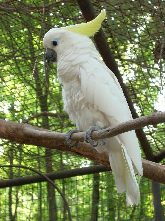 Pretty Sulphur-crested cockatoo