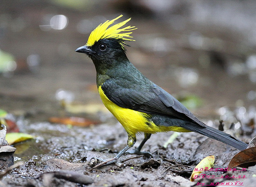 Sultan tit