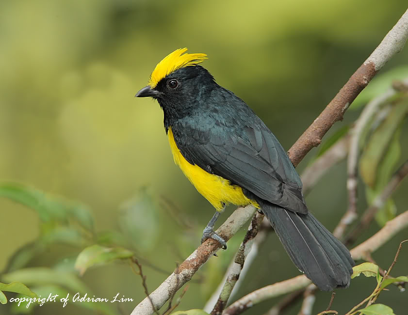 Pretty Sultan tit