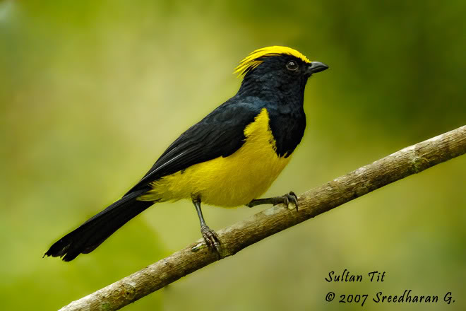 Pretty Sultan tit