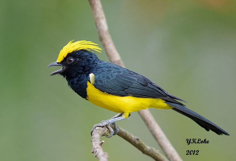 Pretty Sultan tit