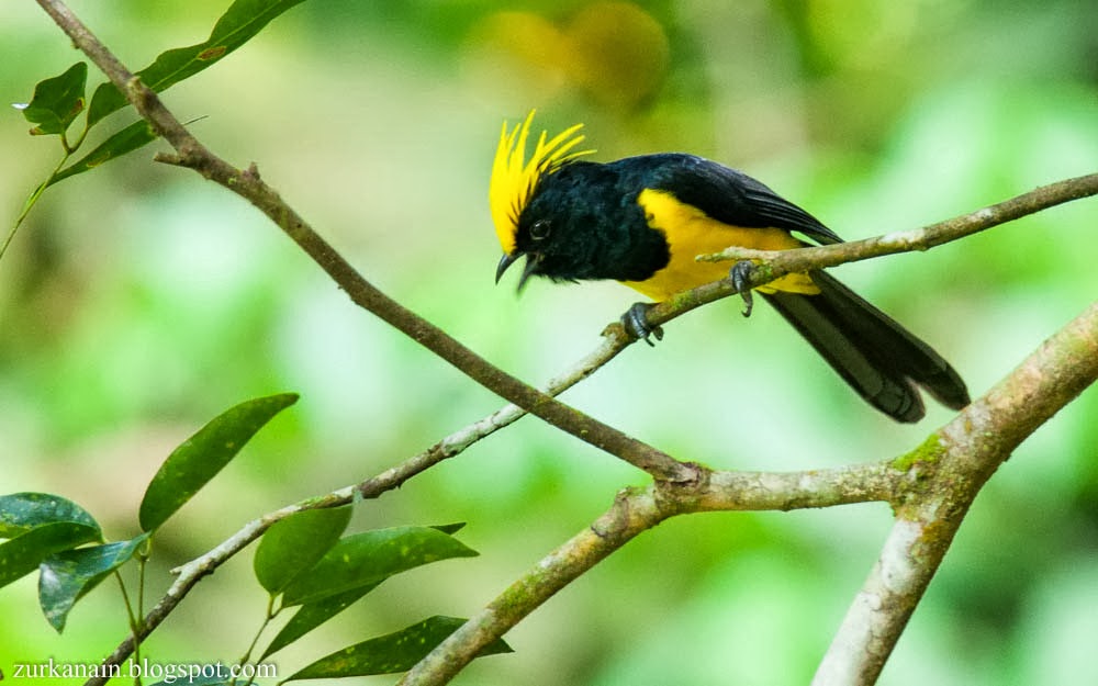 Pretty Sultan tit