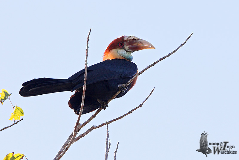 Sumba hornbill