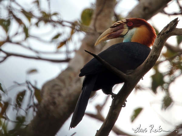 Pretty Sumba hornbill
