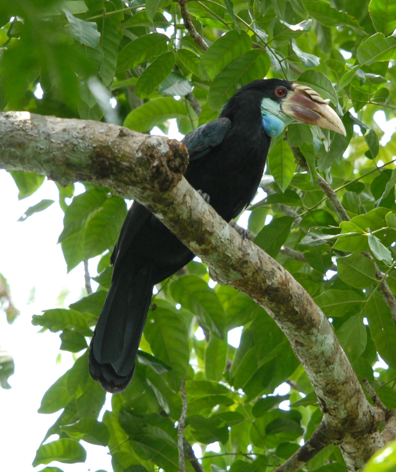 Pretty Sumba hornbill